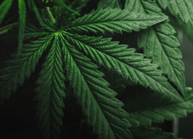 联合国药物委员会认定大麻是一种“相对安全的药物”