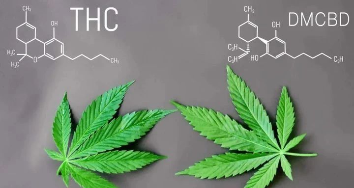 世界大麻简史与中国大麻法规