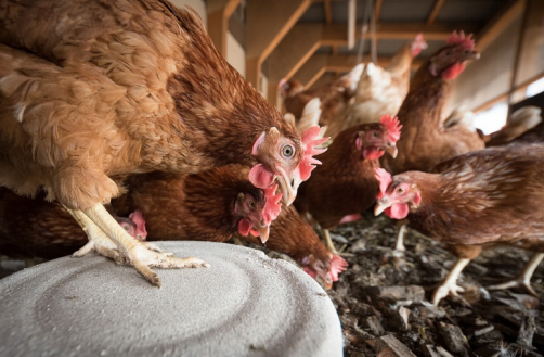 重要里程碑：FDA认可“汉麻籽粉”作为蛋鸡饲料