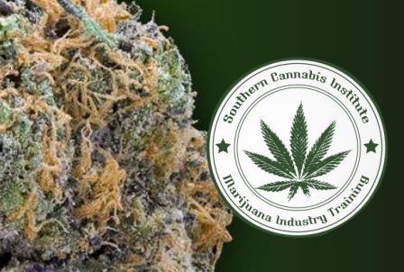 划重点，那些须知的大麻课堂和读物...