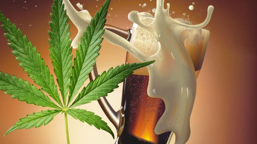 研究表明，汉麻籽可提高啤酒的营养价值