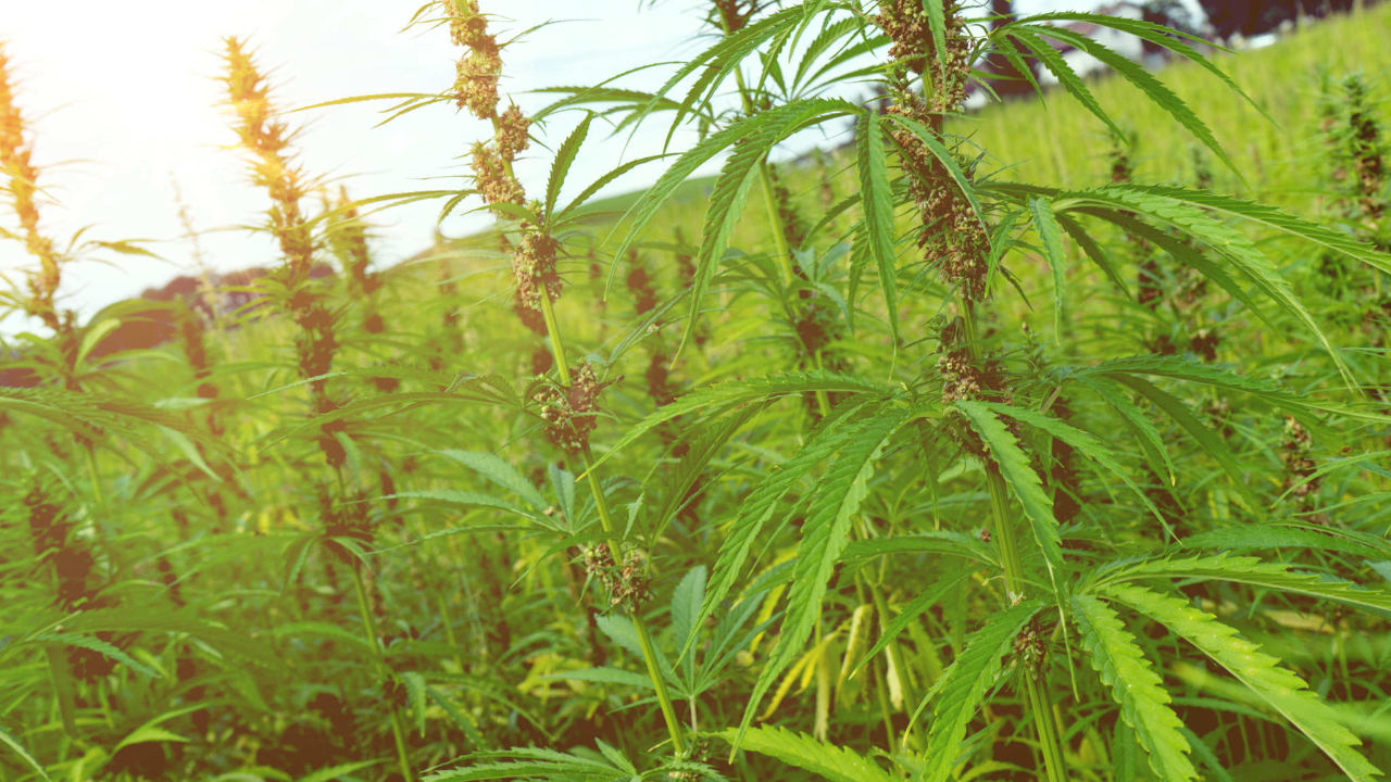 在疫情刺激市场需求后，海外工业大麻行业有望迎来新的并购潮