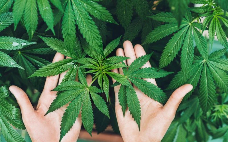 大麻涨价了！消费者疯狂买买买，美国大麻市场供不应求