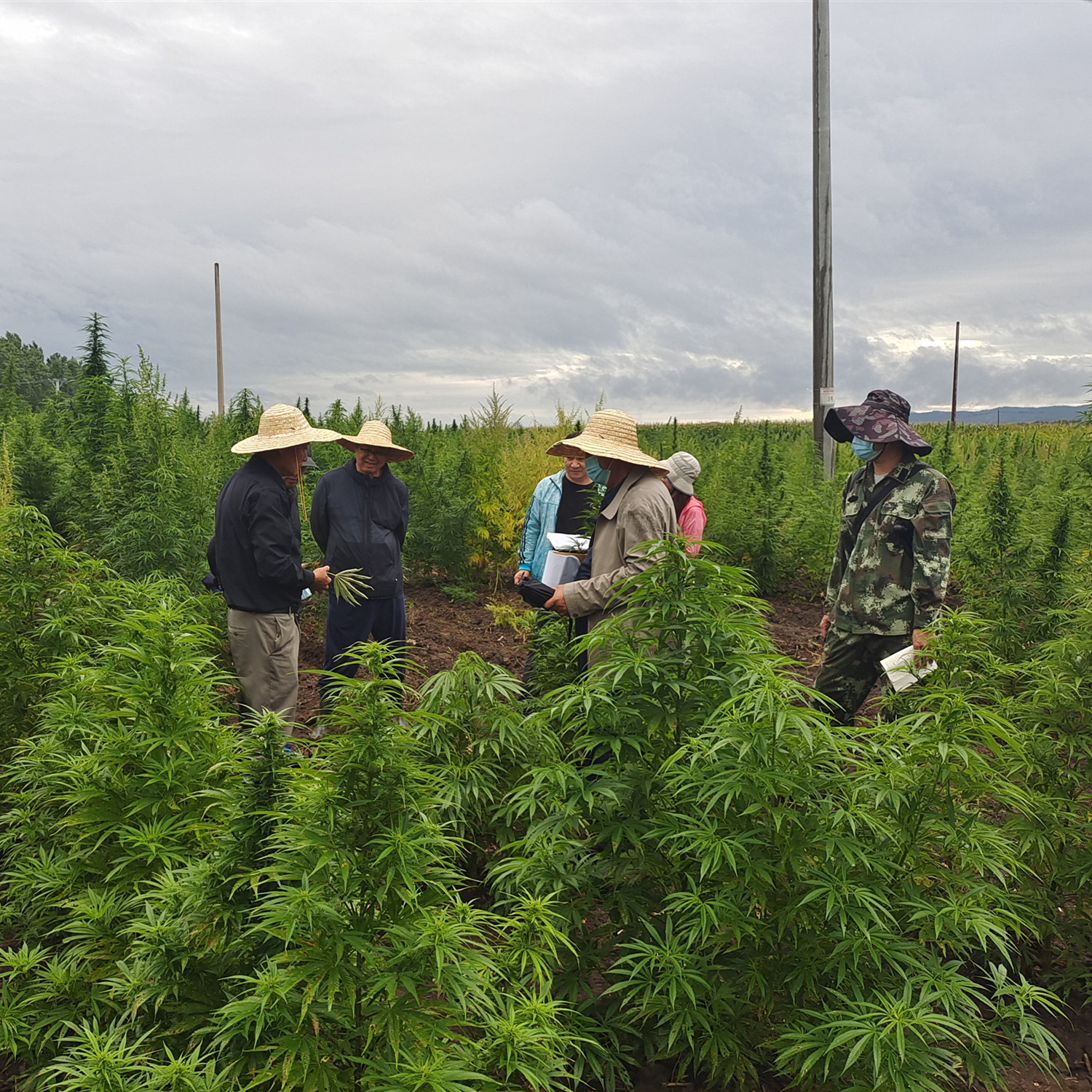 工业大麻品种试验专家鉴评团队前来考察调研