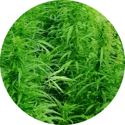 籽用麻产业链