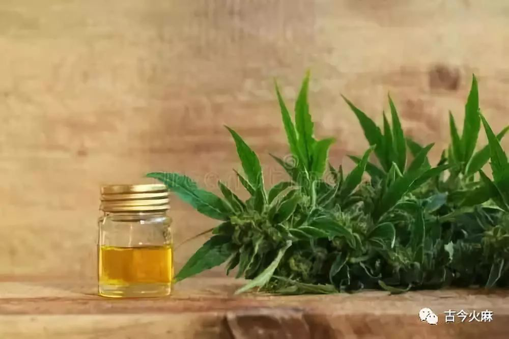 什么是工业大麻